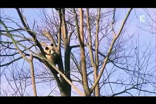 Planète Insolite: au coeur de la Chine : la nature au coeur de la chine , les Pandas géants