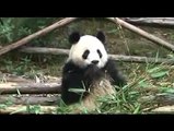 Chine │Voyage Tour Du Monde ► Chengdu, Panda Geant et Rouge!