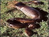 COBRAS - ANACONDAS : GIGANTES, MORTÍFERAS E  ESFOMEADAS--  Anaconda: GIANTS, deadly and hungry