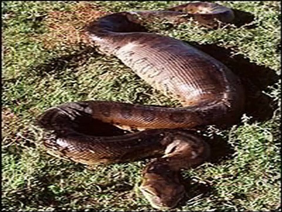COBRAS - ANACONDAS : GIGANTES, MORTÍFERAS E  ESFOMEADAS--  Anaconda: GIANTS, deadly and hungry