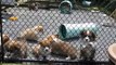 Corgi Puppies at Heronsway Corgis