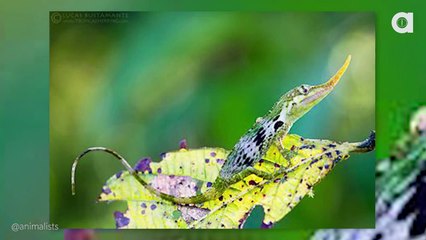 Pinocchio Lizard NOT Extinct!