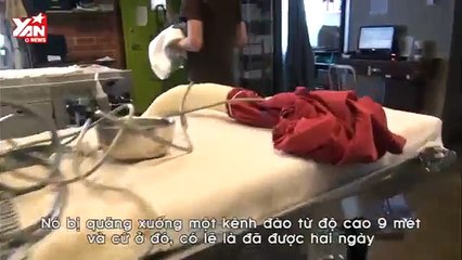 Xúc động với nghị lực sống của chú chó bị cụt chân