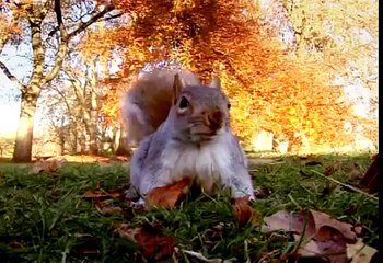 Squirrels dancing to Mariah Carey
