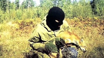a.l.f. animal liberation front