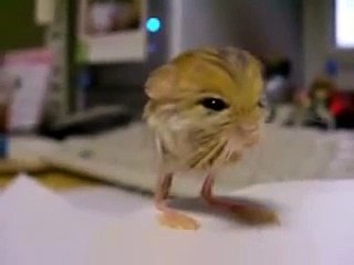 Pygmy Jerboa - Warning worlds cutest mouse!