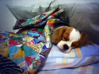 yoyo, my cavalier king charles spaniel