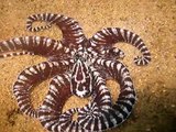 Mimic Octopus & Wonderpus