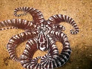 Mimic Octopus & Wonderpus