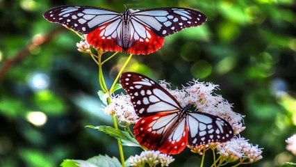 50 Amazing Insects HD 1080p