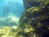 a diver  fighting with an octopus