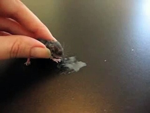 Weaning baby field mouse, nursing, wildlife rehabilitation, Animal Advocates, Mary Cummins