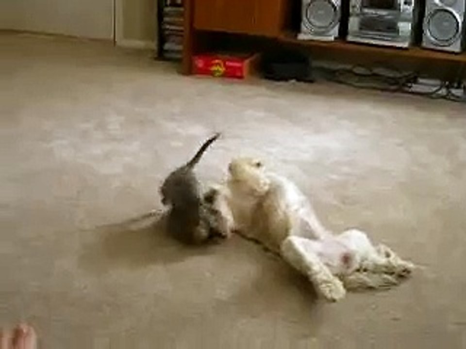 Kitten vs. Shitzu Round One