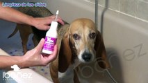 Limpieza de los oídos de los perros