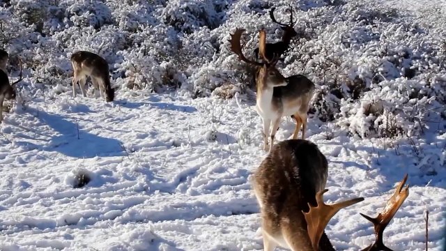 SNOW forest and dunes our nature. Zandvoort Netherlands