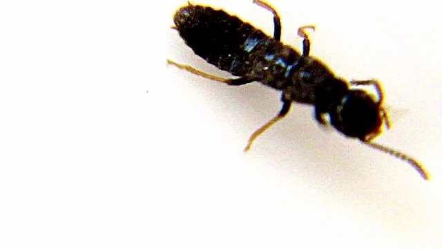 MONSTER BUG WARS-A BUG OF NIGHTMARES