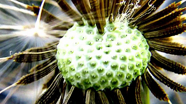 Blooming Flowers from Outer Space-Amazing Nature