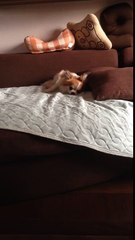 チワワのおはよう～(＾◇＾)　Good morning♪