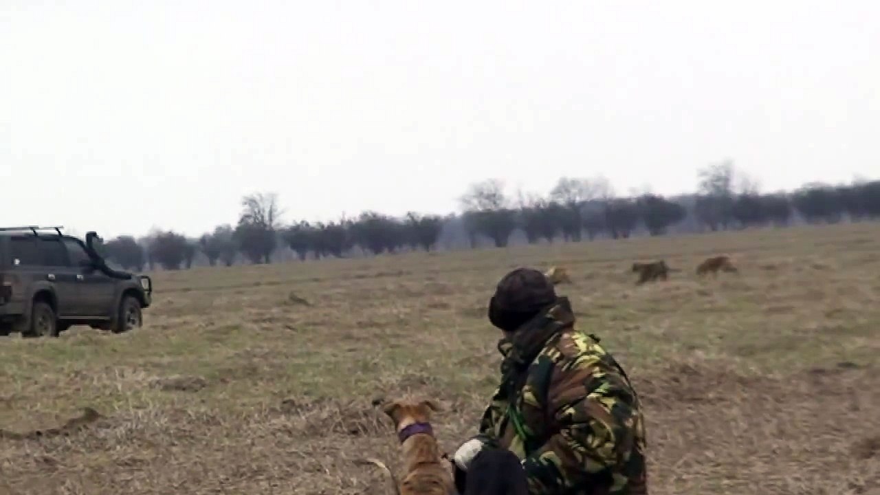 Greyhound hunting. Арзгир, 2009 г.