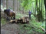 Strong Belgian Draft Horses-Horses Moving Logs