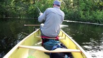 Snapping turtle takes canoeists fish