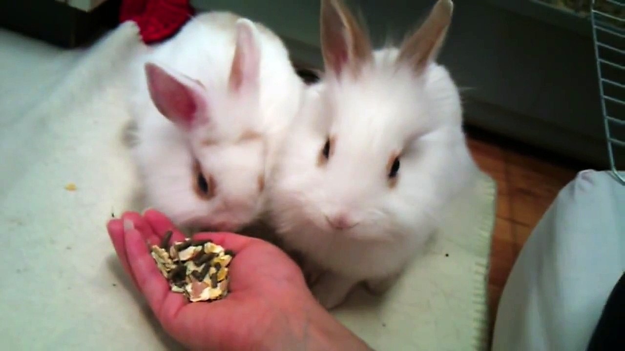 Small Lionhead Bunnies 007