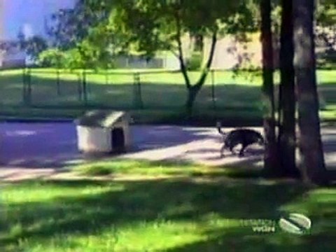 Beware Of Dogs ( Funny ) Comvdosadogs, Flv, Httpdpvdo, Funny, beware?syndication=228326