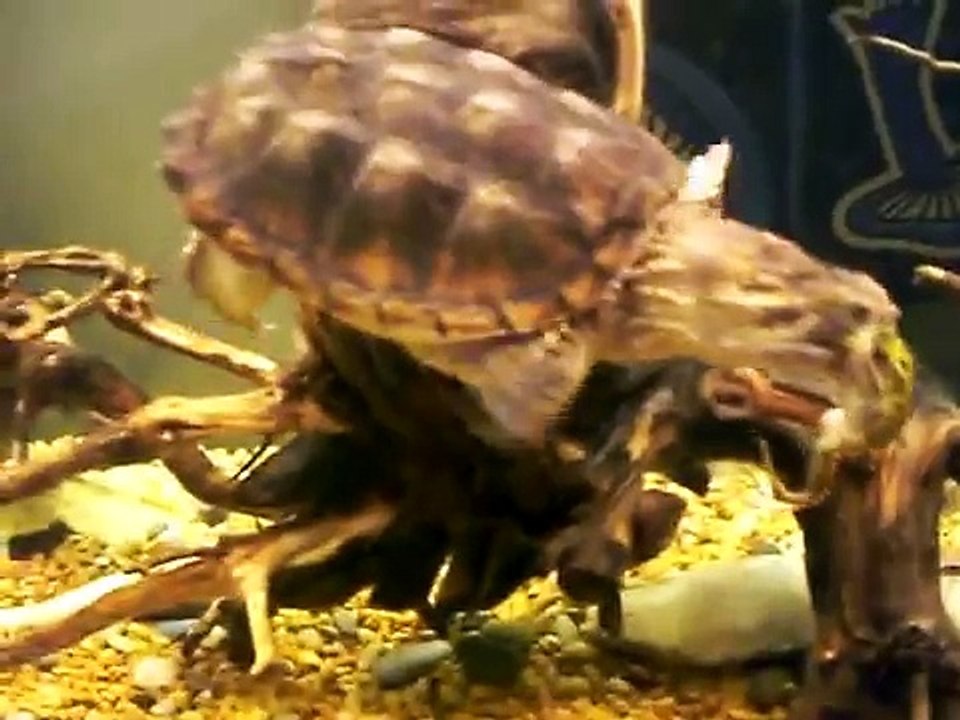 Snapping Turtle eats a Frog