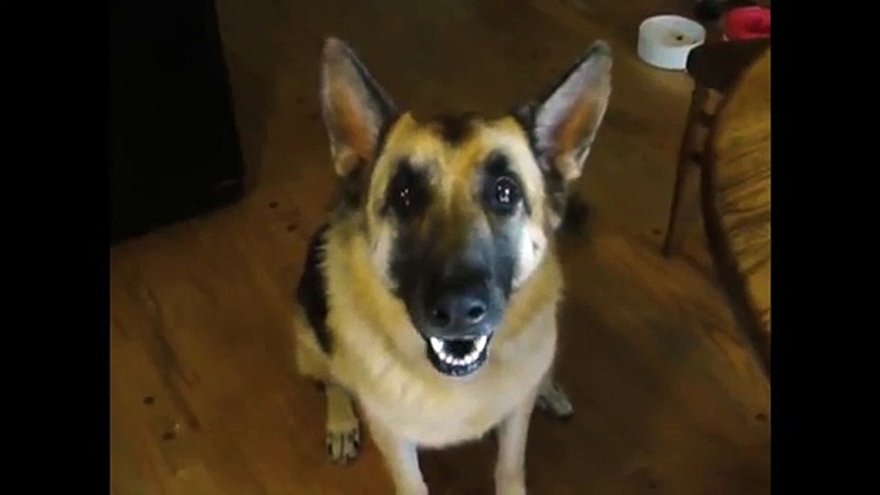 Dog Talks for Bacon