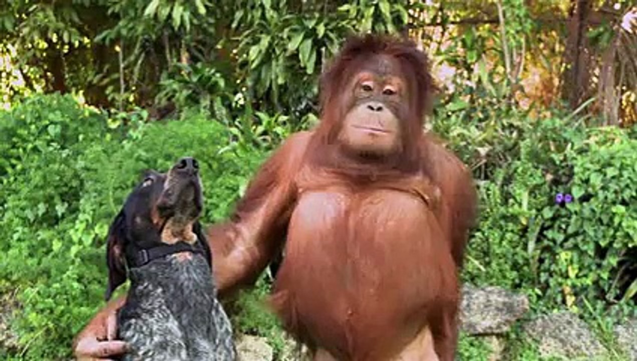 Android Friends Forever  funny and impressing video of animals