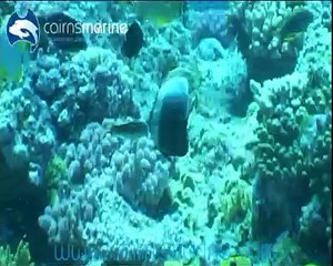 Hand Collecting Butterflies in the Coral Sea