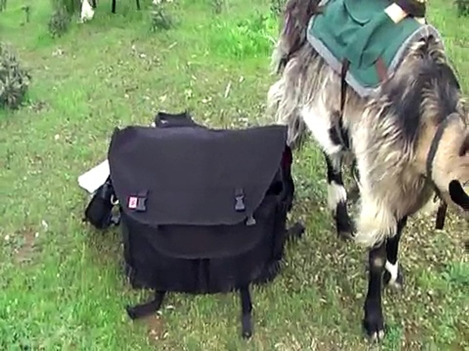 Goat Pack 1 (day 1)