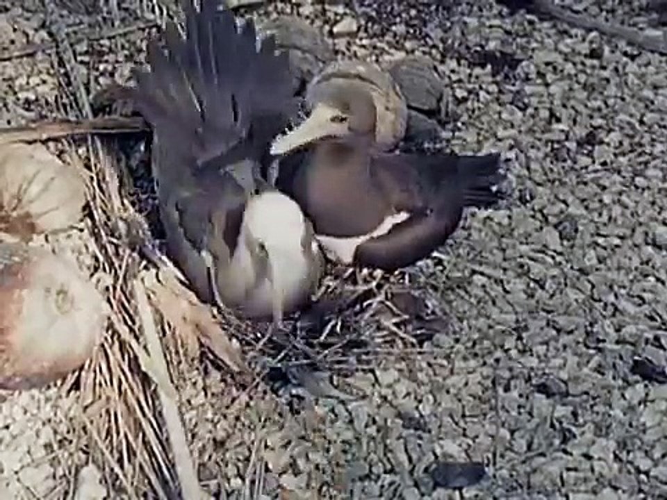 Crab amputates own limb