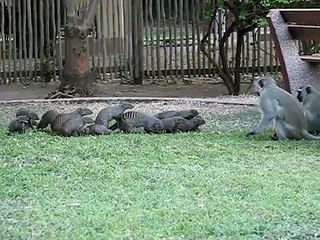 Mongoose Attack - Kruger National Park