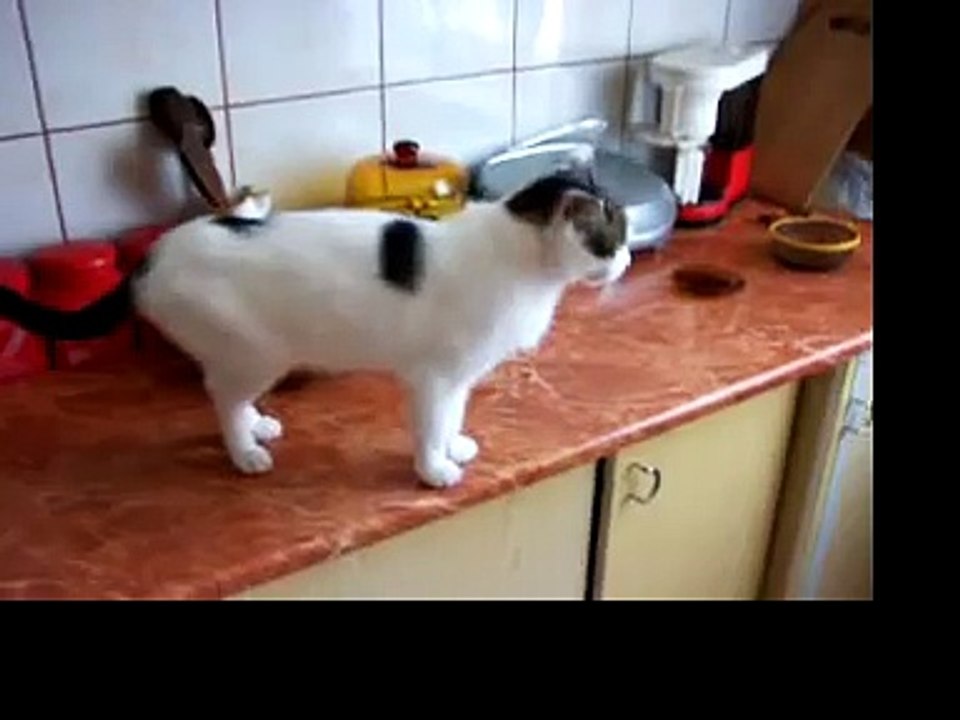 a meow argument with my cat