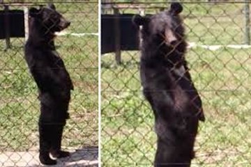 Bear walking like a man