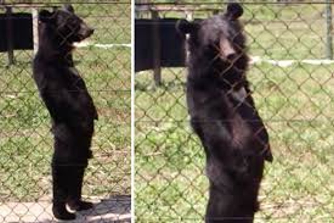 Bear walking like a man