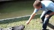 alligator , crocodile attack (animal attacks)