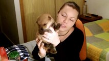 COMO CRIAR UN PERRO A BIBERÓN 1/2 / CONSEJOS ESPECIALES PARA CACHORROS HUERFANOS