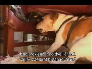 Cesar Millan Jack Russell 1 dio