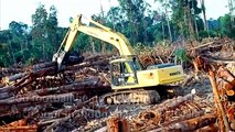 Palm oil fields are destroying Orangutans- lets unite to save them.