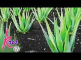 Aloe Vera, the miracle plant
