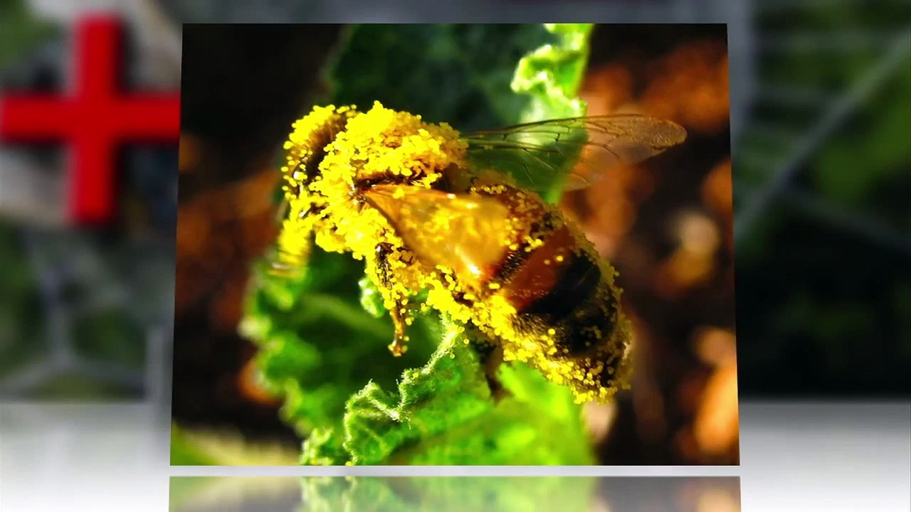 Spiders Use Electric Charges to Trap Insects in Their Webs