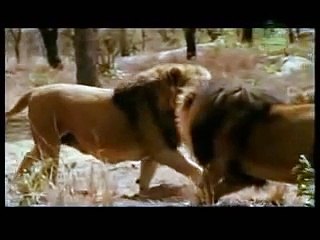 550 lbs Lions Fighting
