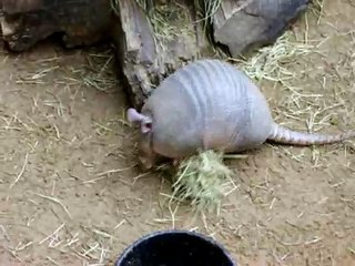 Gathering Armadillo