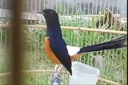 Amazing Birds Singing Murai Batu - Birds Of Paradise From Indonesia (Full Documentary)