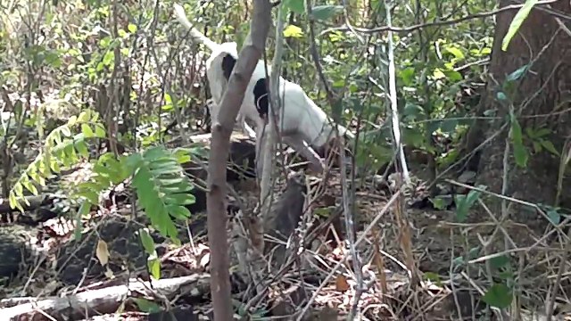 Caza De Venado, Perros De Caceria Tras Huella De Venado HD