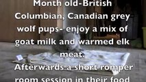 Captive Wolf Pups Enjoy Elk and Goat Milk