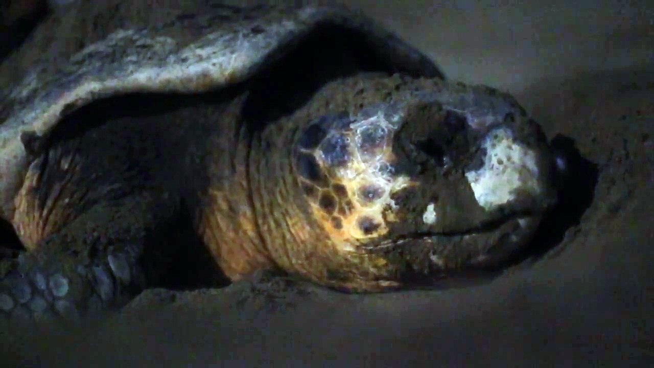 Nesting process of a loggerhead sea turtle