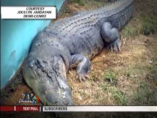 Bunawan crocodile may be world's biggest